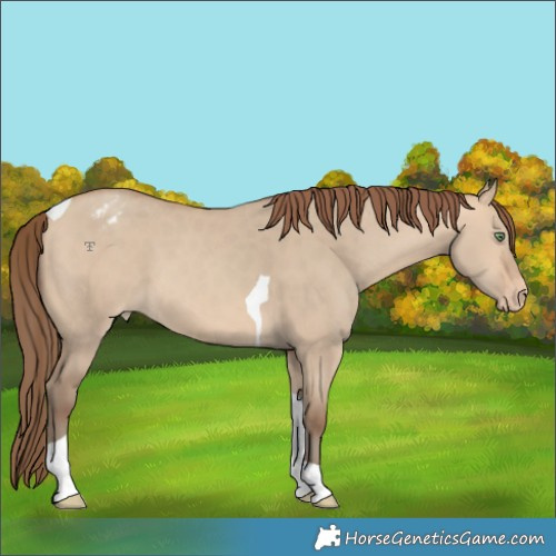 Horse Color:Amber Champagne Dun Tobiano Appaloosa 
