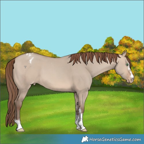 Horse Color:Sable Champagne Dun Sabino Appaloosa 