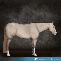 Horse Color:Sable Champagne Dun Sabino Appaloosa 