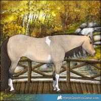 Horse Color:Buckskin Roan Dun Tobiano 