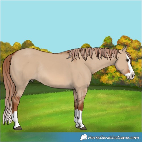 Horse Color:Red Dun Splash Rabicano 