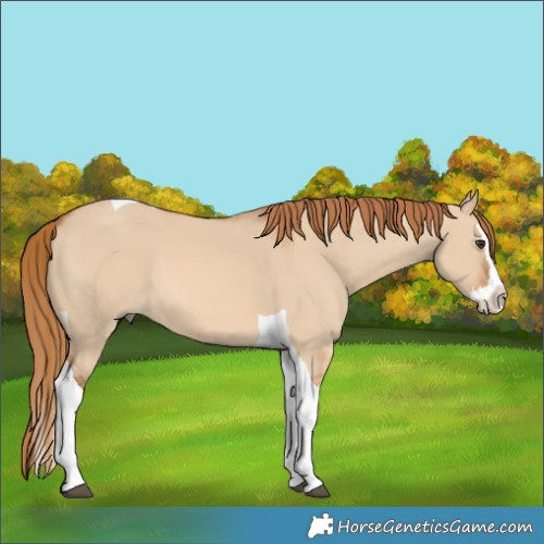 Horse Color:Red Dun Splash Tobiano 