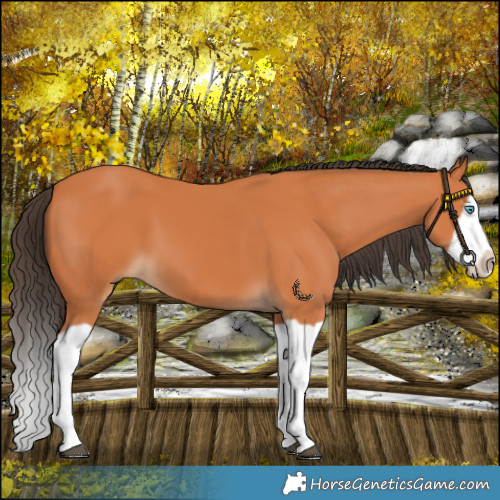 Horse Color:Bay Splash Frame 