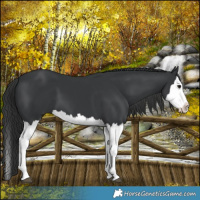 Horse Color:Black Splash 