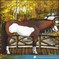 Horse Color:Bay Frame 