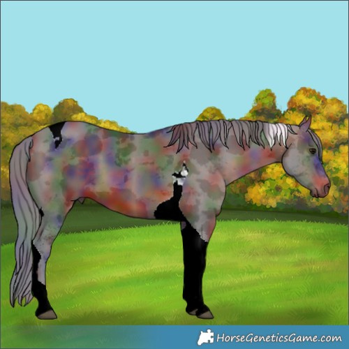 Horse Color:Nacre Brown Merle Tobiano