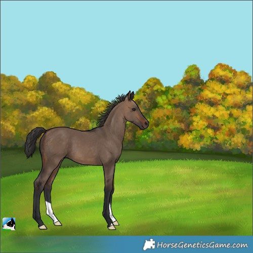 Horse Color:Brown Dun 