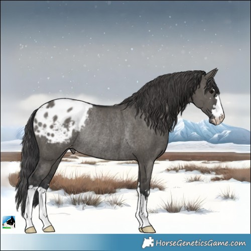 Horse Color:Grullo Appaloosa Rabicano Brindle 