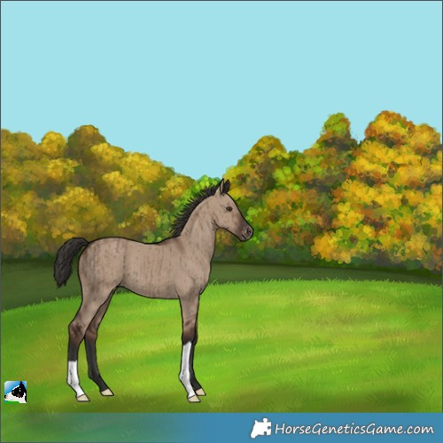 Horse Color:Liver Red Dun Appaloosa Brindle 