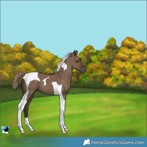 Horse Color:Liver Red Dun Tobiano Appaloosa 