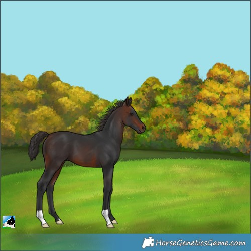 Horse Color:Brown 