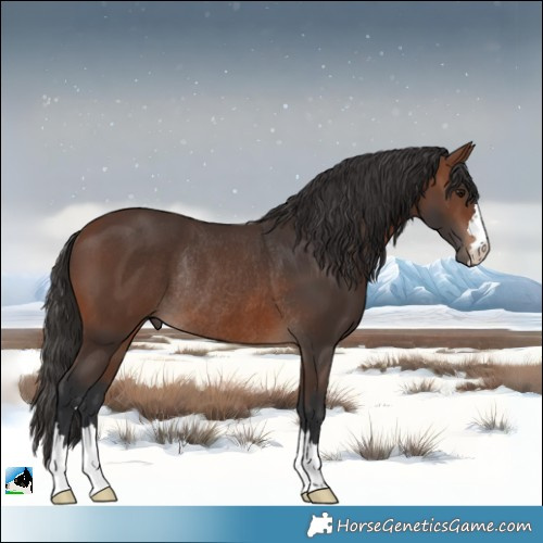Horse Color:Brown Rabicano 