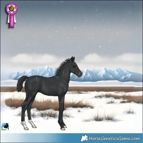 Horse Color:Black Appaloosa 