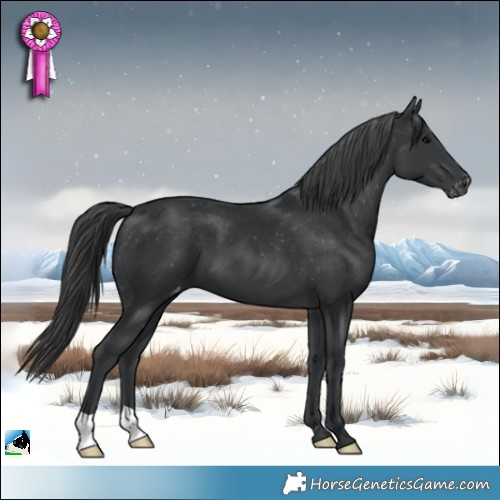 Horse Color:Black Appaloosa 