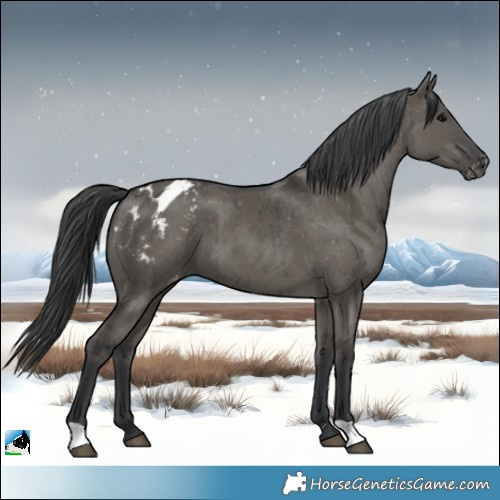 Horse Color:Grullo Appaloosa Brindle 