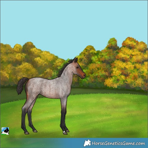 Horse Color:Bay Roan 