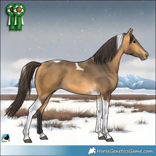 Horse Color:Buckskin Tobiano 