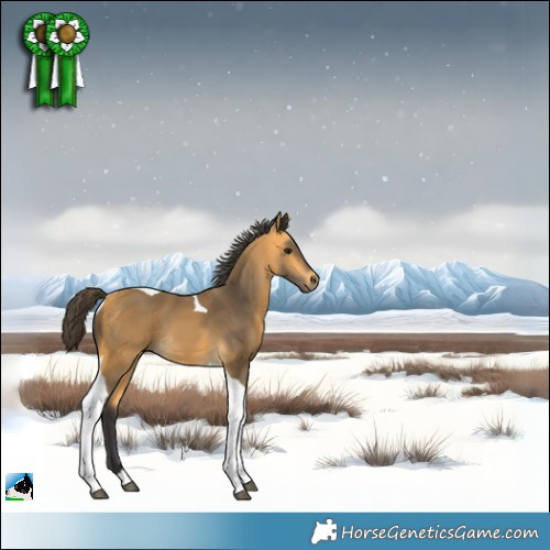 Horse Color:Buckskin Tobiano 