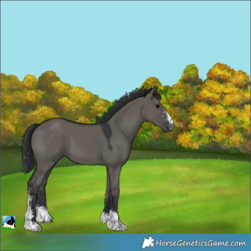 Horse Color:Grullo Sabino 