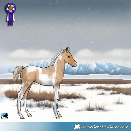 Horse Color:Palomino Roan Tobiano 