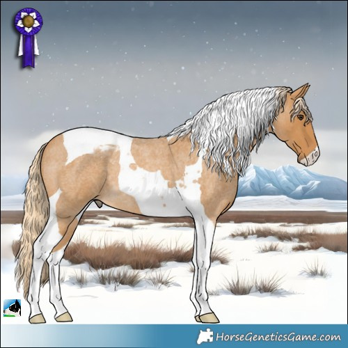 Horse Color:Palomino Roan Tobiano 