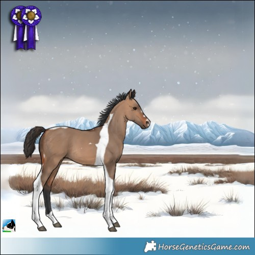 Horse Color:Bay Dun Tobiano 