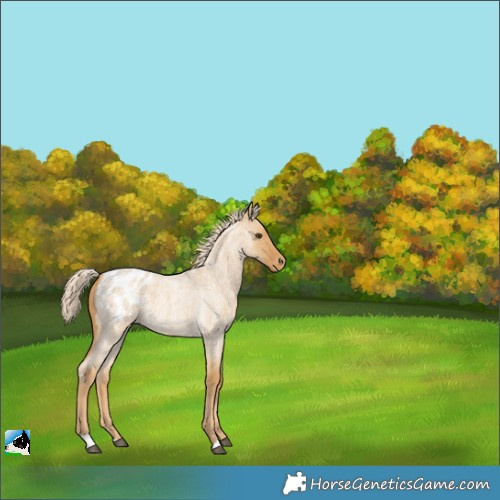 Horse Color:Palomino Roan Dun Appaloosa 