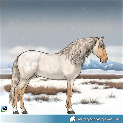 Horse Color:Palomino Roan Dun Appaloosa 