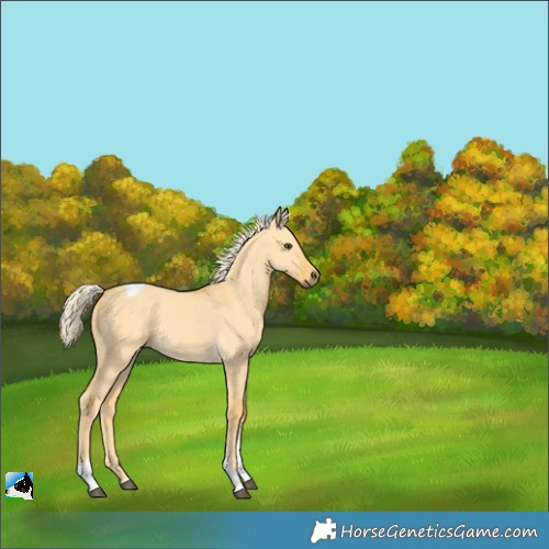 Horse Color:Palomino Dun Tobiano 