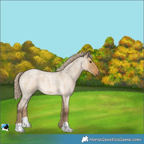 Horse Color:Chocolate Palomino Roan Dun 