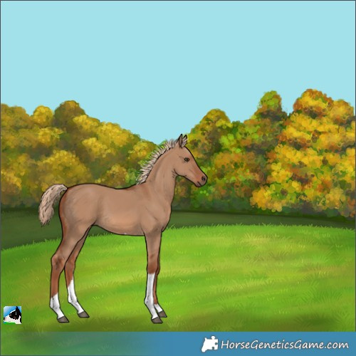 Horse Color:Red Dun Tobiano 