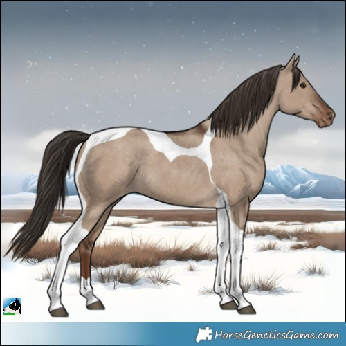 Horse Color:Liver Red Dun Tobiano Appaloosa Rabicano 