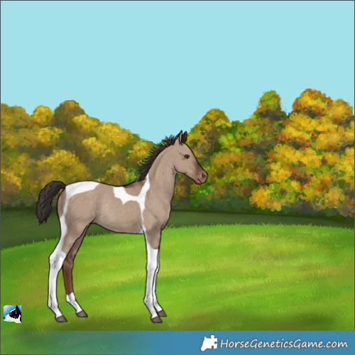 Horse Color:Liver Red Dun Tobiano Appaloosa Rabicano 