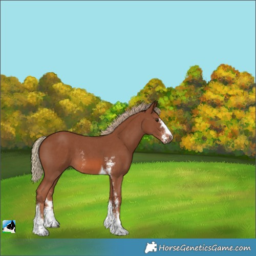 Horse Color:Chestnut Sabino Tobiano 