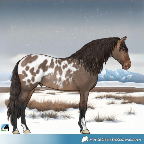 Horse Color:Bay Dun Appaloosa Rabicano 