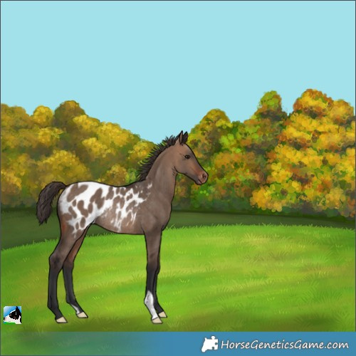 Horse Color:Bay Dun Appaloosa Rabicano 