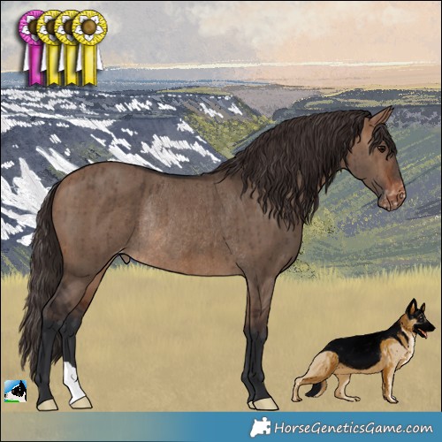 Horse Color:Brown Dun Appaloosa Rabicano Brindle 