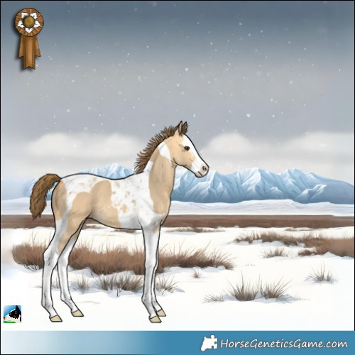 Horse Color:Buckskin Dun Splash Tobiano Appaloosa 