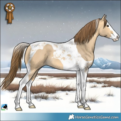 Horse Color:Buckskin Dun Splash Tobiano Appaloosa 