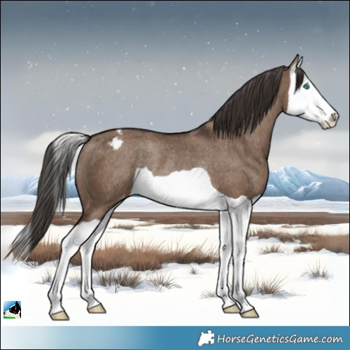 Horse Color:Liver Red Dun Splash Appaloosa Rabicano 