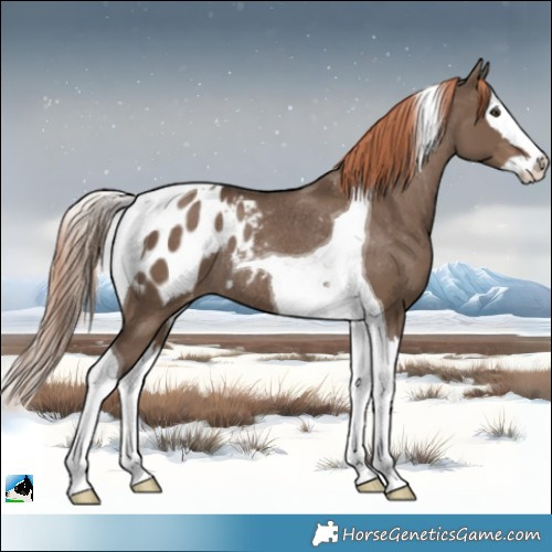 Horse Color:Liver Red Dun Splash Tobiano Appaloosa Rabicano 