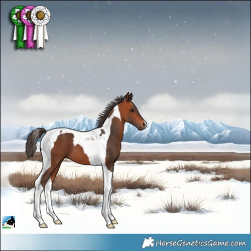Horse Color:Bay Tobiano 