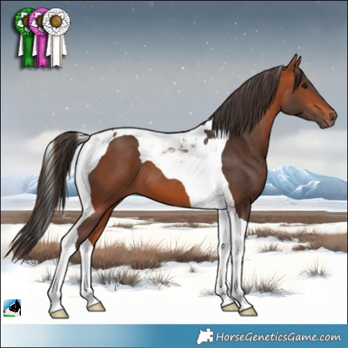 Horse Color:Bay Tobiano 