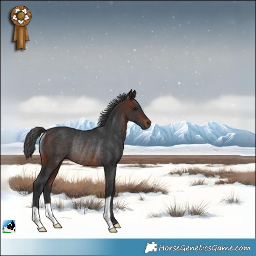 Horse Color:Brown Rabicano 