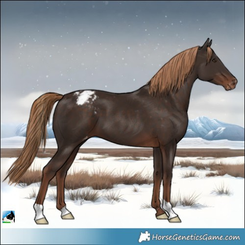 Horse Color:Liver Chestnut Appaloosa 