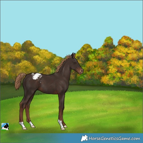 Horse Color:Liver Chestnut Appaloosa 