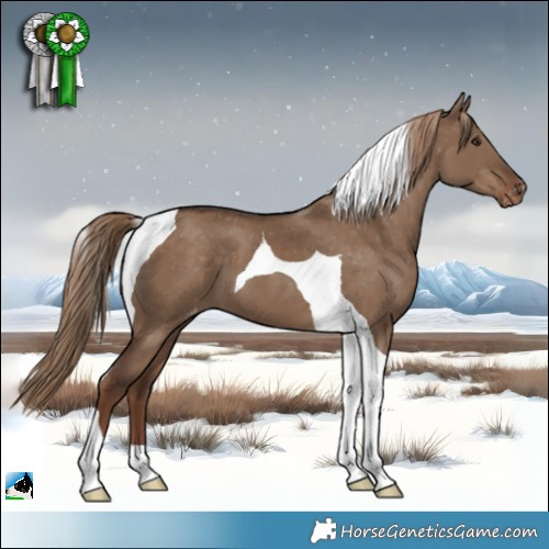 Horse Color:Liver Red Dun Tobiano Appaloosa 