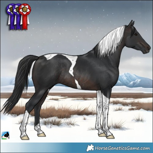 Horse Color:Brown Tobiano Rabicano 