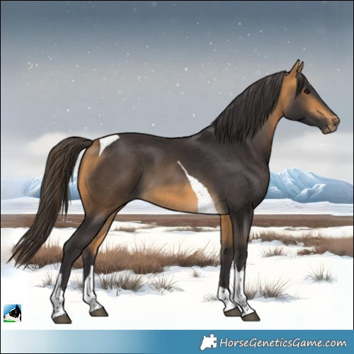 Horse Color:Buckskin Tobiano 