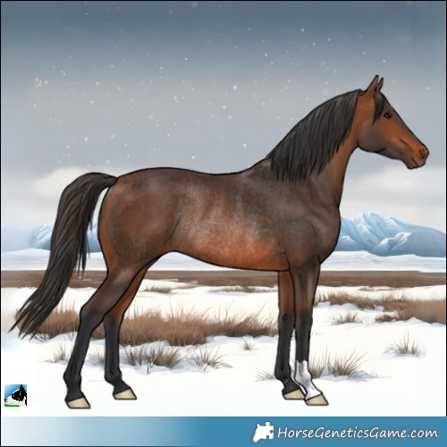 Horse Color:Bay Rabicano 